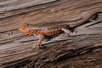 Chap. 8-39, Sagebrush Lizard, Sceloporus graciosus-2