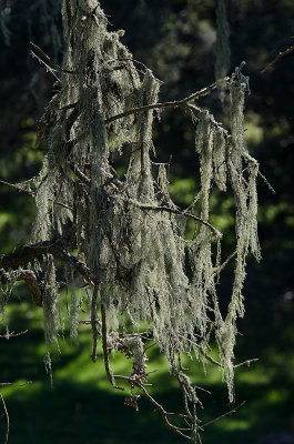Spanish-Lace-Lichen-1.jpg
