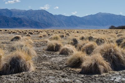 Land of the Tussocks