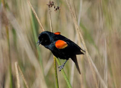 Chap. 9-25, Redwing Blackbird male -1