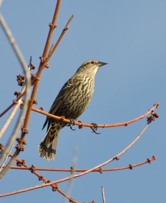 Redwing Blackbird female