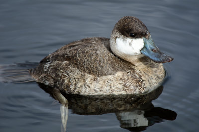 Ruddy Duck Male