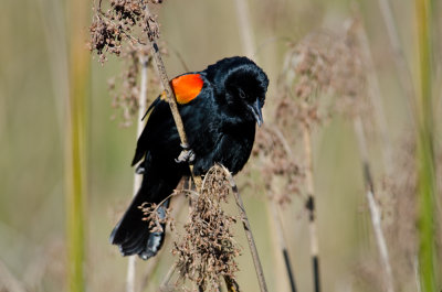 Redwing Blackbird male -3