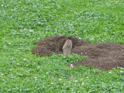gopher.jpg