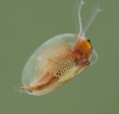 Clam-Shrimp-2.jpg
