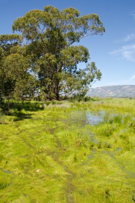 Chap. 9-28, More Mesa Vernal Pool-1