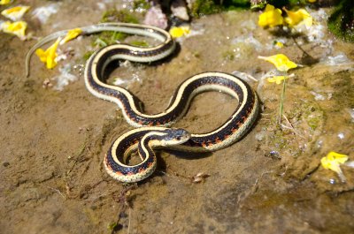 Chap. 9-40, Garter Snake