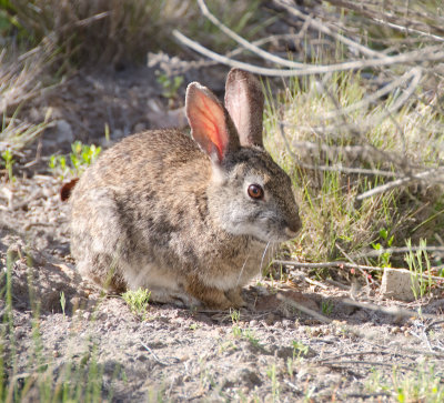Chap. 11-29, Brush Rabbit