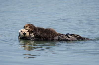 Chap. 3-9, Sea Otter and Pup