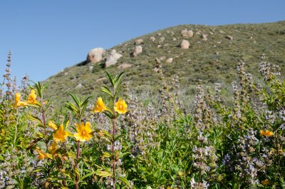 Chap. 6-4, Monkey Flower