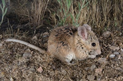 Chap. 6-39, Big-eared Woodrat