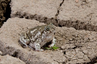 Chap. 9-34, Western Spadefoot Toad