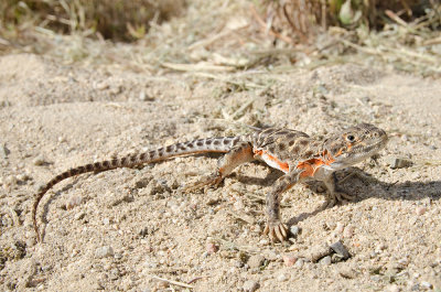 Chap. 7-47, Blunt-nosed Leopard Lizard
