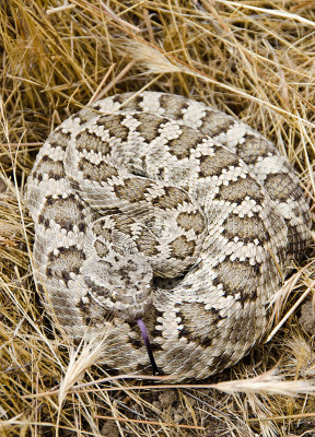 09.jpg Western Rattlesnake