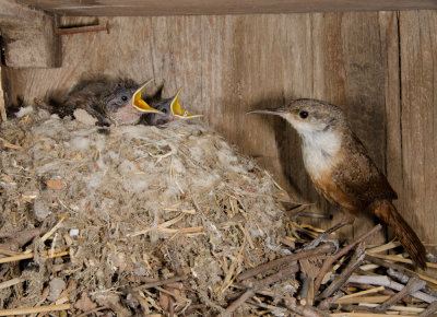 Chap. 11-25, Canyon wren