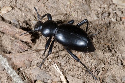 Chap. 6-26, Darkling beetle
