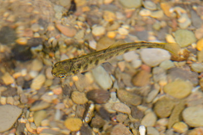 Arroyo-Hondo-9.jpg steelhead fry?