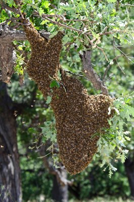 Bee Swarm-1