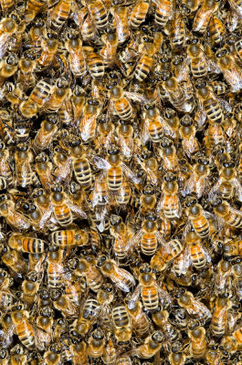 Bee Swarm-2
