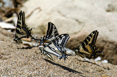 Puddling Pale Swallowtails-2