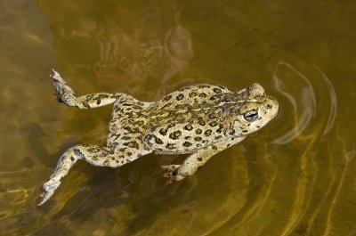Chap. 9-35, Swimming Western Toad