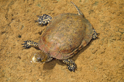 Chap. 11-19, Southwestern Pond Turtle
