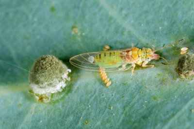 Chap. 11-10, Lerp Psyllids