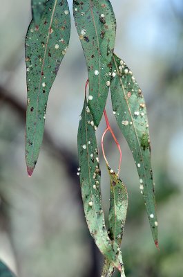 Chap. 11-9, Lerp Psyllid damage