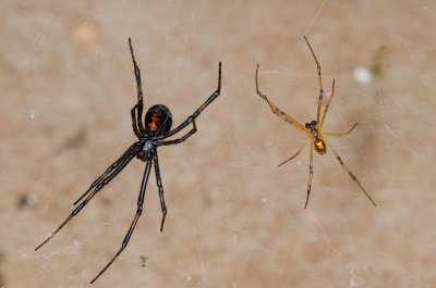 Black-Widow-1.jpg