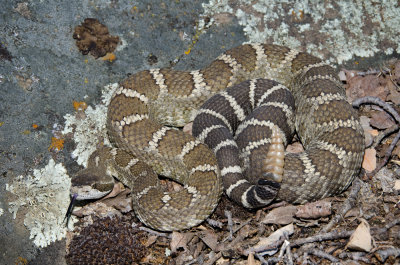 Western-Rattlesnake-4.jpg