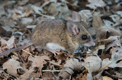 Deermouse-2.jpg
