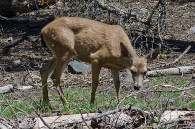 Mule-Deer-1.jpg