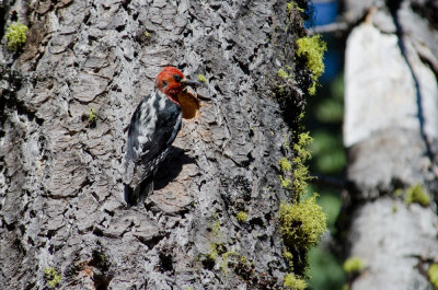 Red-breasted-sapsucker-1.jpg