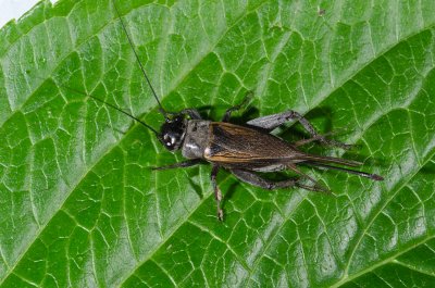 Field Cricket (Gryllus sp.)