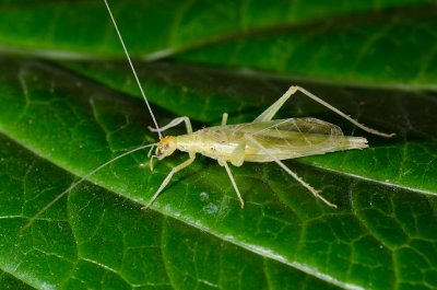 Chap. 11-31, Male Western Tree Cricket (Oecanthus californicus)