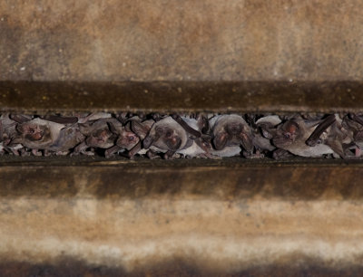 Brazilian Free Tailed Bats-2.jpg