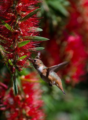 Chap. 11-7, Allen's Hummingbird