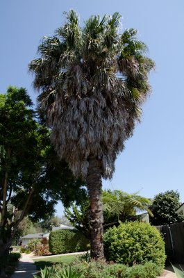 Chap. 11-5, Washingtonia