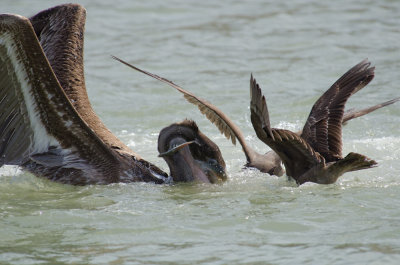 Pelicans-3.jpg