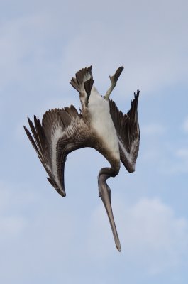 Chap. 10-9, Diving Brown Pelican
