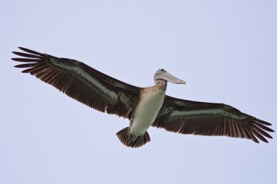 Pelicans-6.jpg