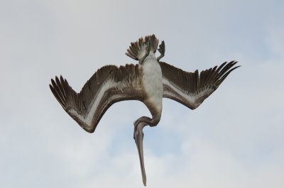 Pelicans-7.jpg