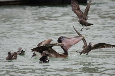 Chap. 10-10, Kleptoparasitism of Pelican by Heerman's Gulls