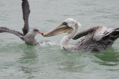 Pelicans-9.jpg