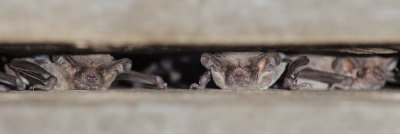 Bats-1.jpg