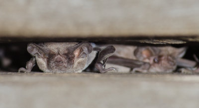 Chap. 1-28, Mexican Free-tailed bats