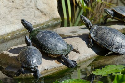 Turtles-1.jpg