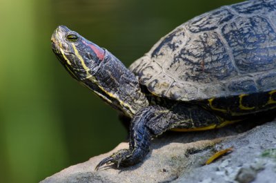 Red-eared-Sliders-1.jpg