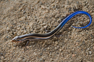 Juvenile Western Skink-2.jpg