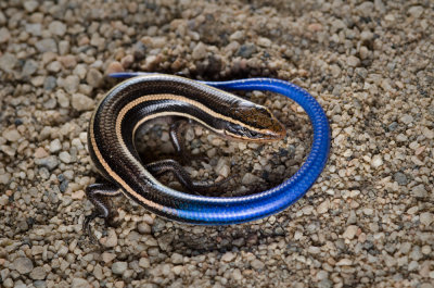 Chap. 7-16, (Valley Oak) Juvenile Western Skink-3